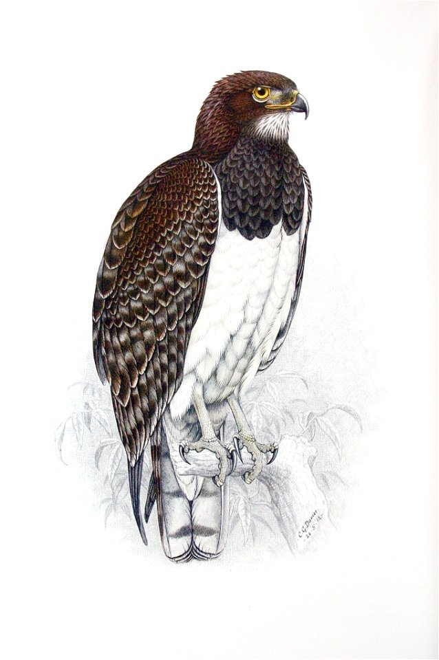 Black-breasted Snake-Eagle (Circaetus pectoralis)