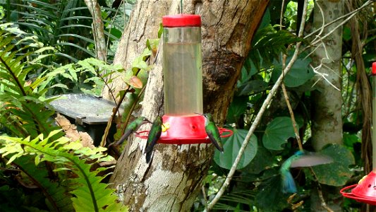 Colibríes libando en un señuelo de flor con agua azucarada. A pesar de la velocidad de apertura de la cámara, casi no se distingue un colibrí volando abajo a la derecha
Latina:  Heliodoxa leadbeat