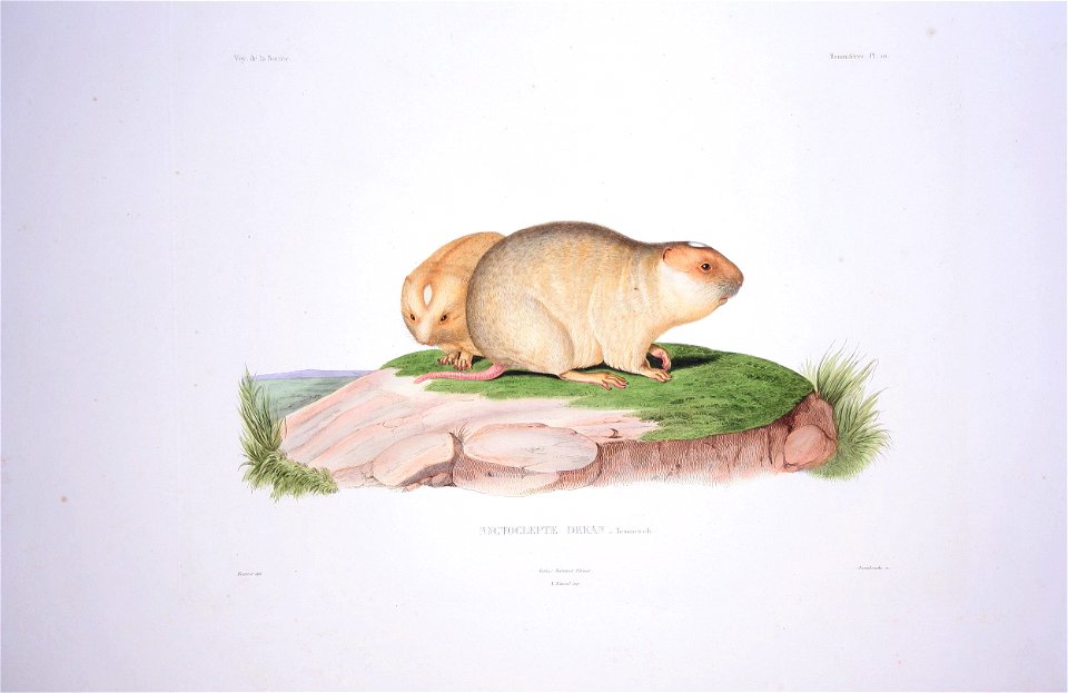 Zoology (mammals). Labeled as Nyctoclepte dekan, a synonym of Rhizomys sumatrensis.