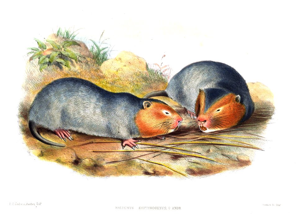Rhizomys sumatrensis erythrogenys (female)