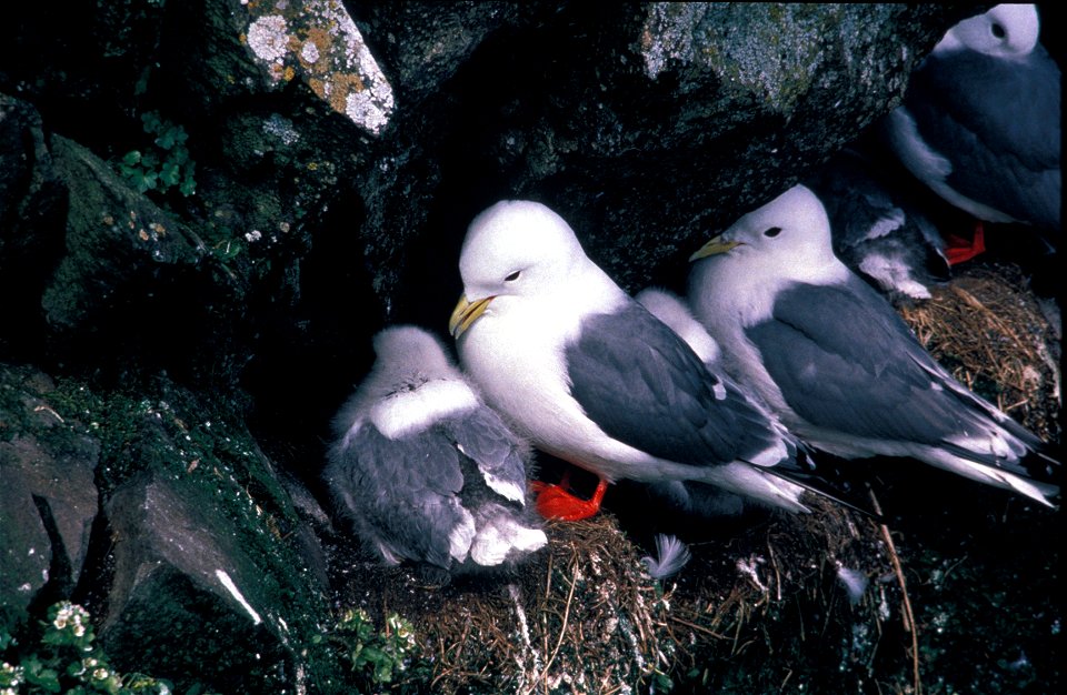Red-legged Kittiwake nests. Alaska.