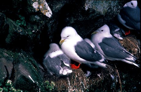 Red-legged Kittiwake nests. Alaska.