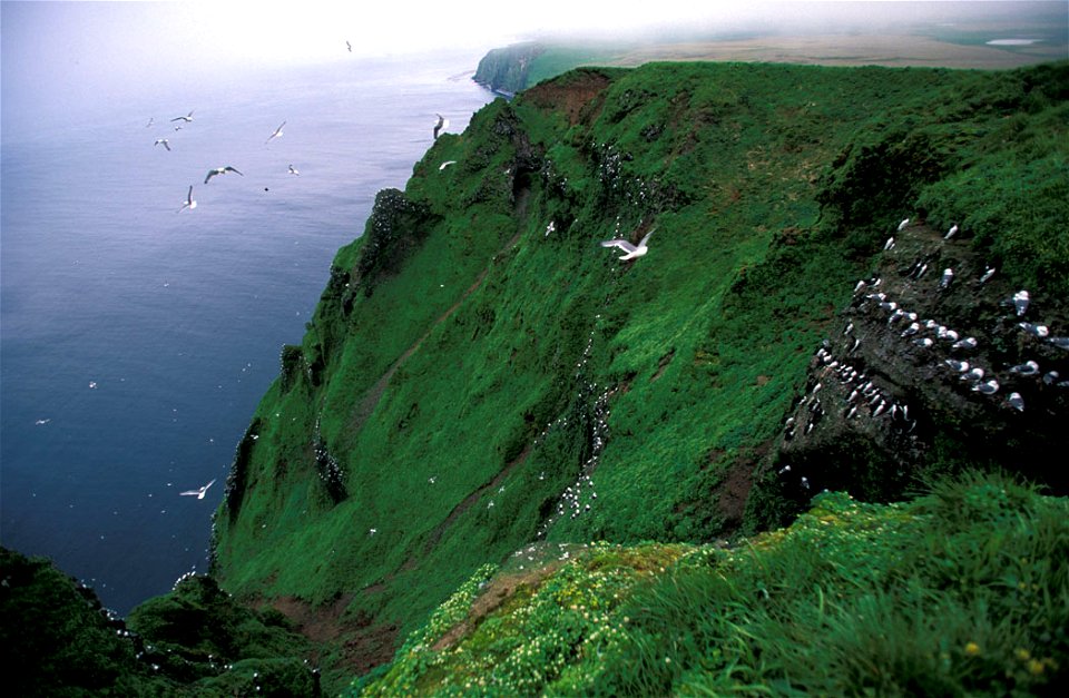 : Red-legged Kittiwake colony, St. George Island, Alaska