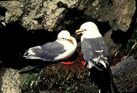 : Red-legged Kittiwake (Rissa brevirostris), St. George Island, Alaska
