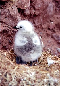 : Red-legged Kittiwake chick, St. George Island, Alaska photo