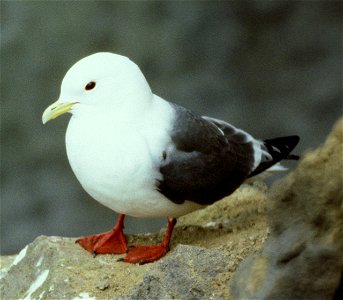 Red-legged Kittiwake (Rissa brevirostris)