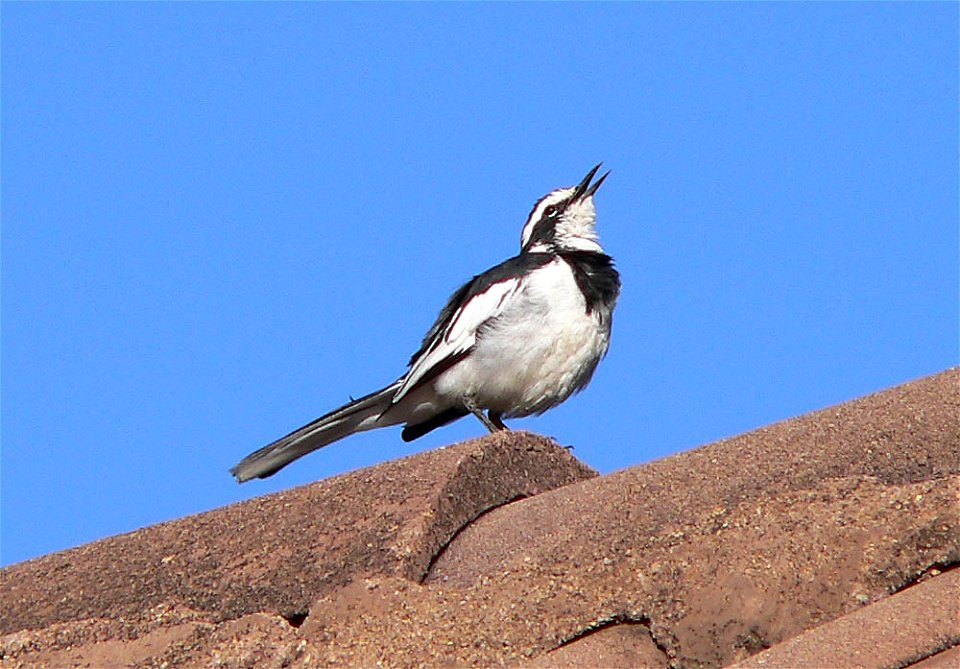 Photograph taken by Christiaan Kooyman on 23 December 2005 in Nanyuki, Kenya.