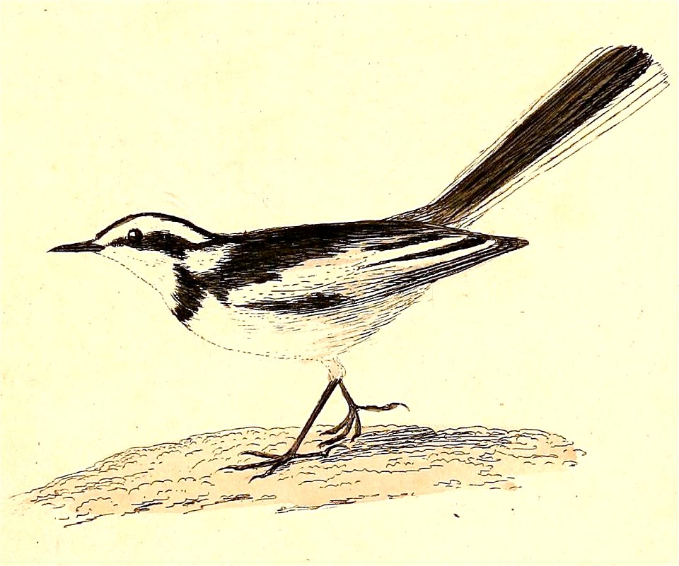 English:  « Motacilla capensis » = Motacilla capensis (Cape Wagtail)Français :  « Motacilla capensis » = Motacilla capensis (Bergeronnette du Cap)