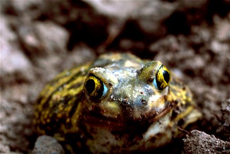 A Couch's Spadefoot Toad in Texas