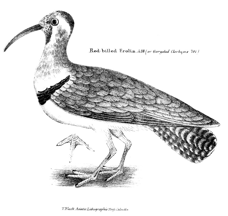 Red-billed Erolia (Hodgson's name for the Ibisbill)