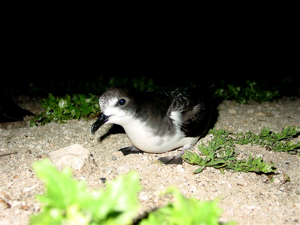 Bonin Petrel (Pterodroma hypoleuca), Tern Island, French Frigate Shoals.
