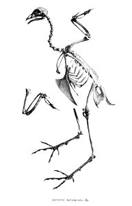 Bird skeletons. Agelastes meleagrides photo