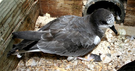 Bonin Petrel, Tern Island, French Frigate Shoals. photo