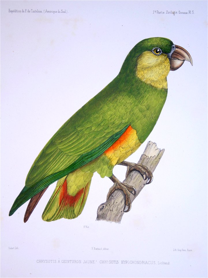 Illustration does not look like A. xanthops (Yellow-faced Parrot). Fisch's Papageien monograph discusses this dubious specimen.
