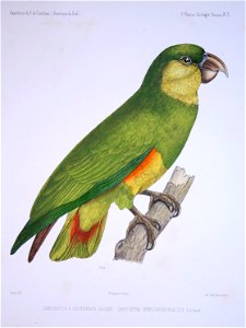 Illustration does not look like A. xanthops (Yellow-faced Parrot). Fisch's Papageien monograph discusses this dubious specimen.