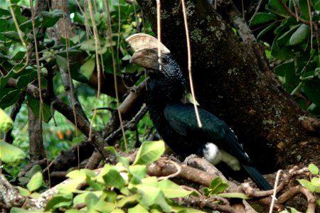 Silberwangenhornvogel (Bycanistes brevis)