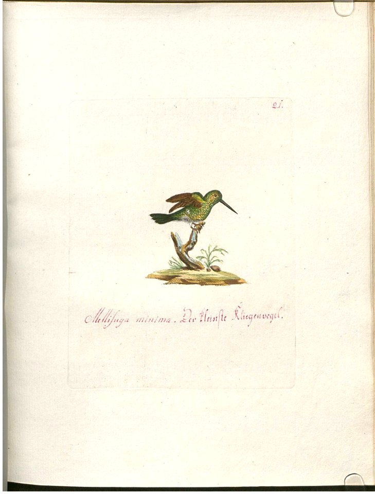 Illustrationen aus: Beytrag zur Naturgeschichte der Vögel. 2. Band, Wien: Typographische Gesellschaft, 1791.