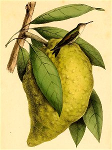 « Trochilus pygmaeus » = Mellisuga minima minima (Subspecies of Vervain Hummingbird)