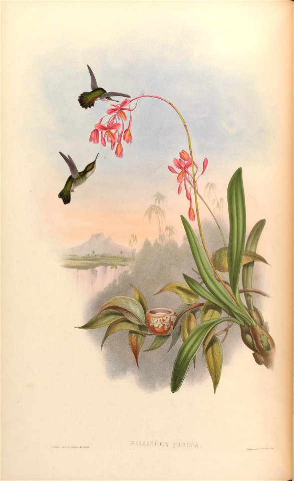 Mellisuga minima [1]