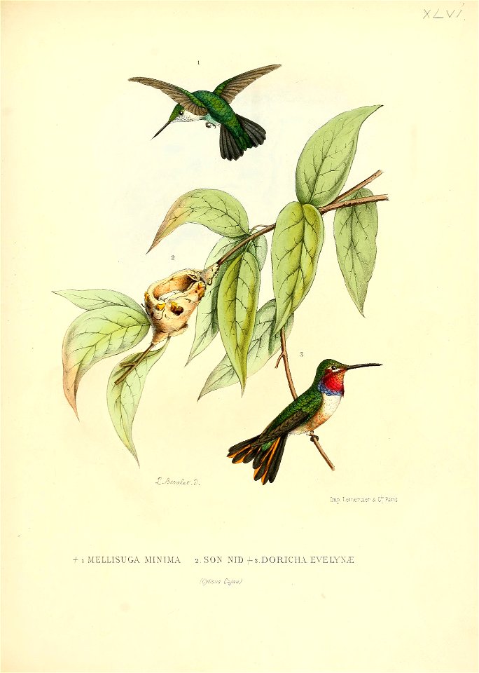 Mellisuga minima and its nest

Doricha evelynae = Calliphlox evelynae[1]