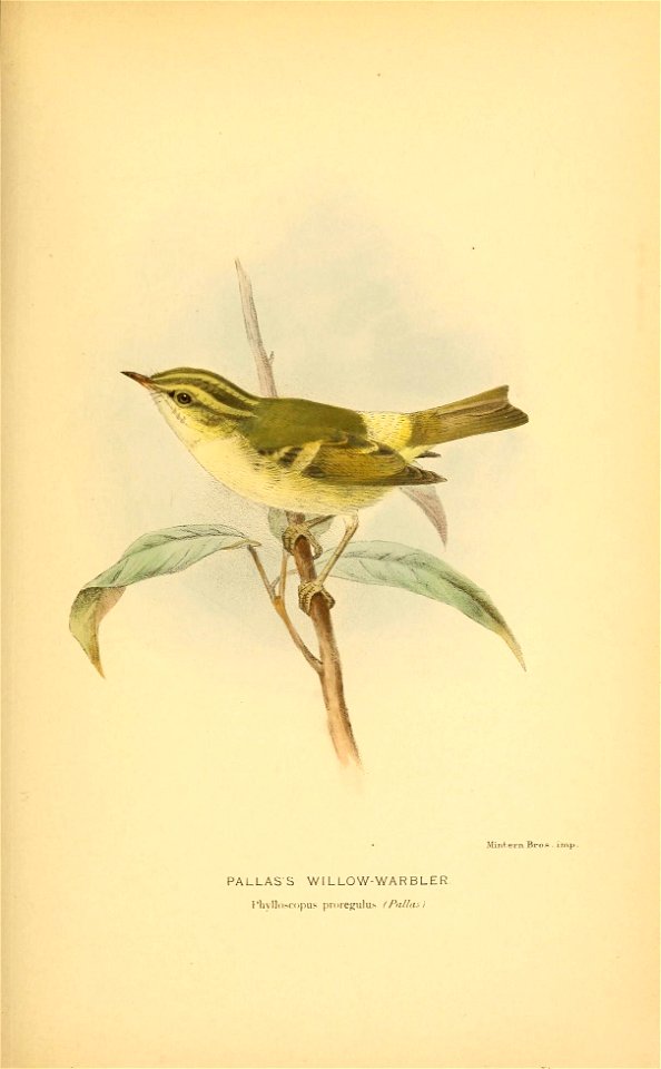 Minteirn. Bros . imp . 
PALLASS WILLOW-WARBLER 

rlivl..).c'.pus pr()reg^ulu.-. I Pal I a:- 1