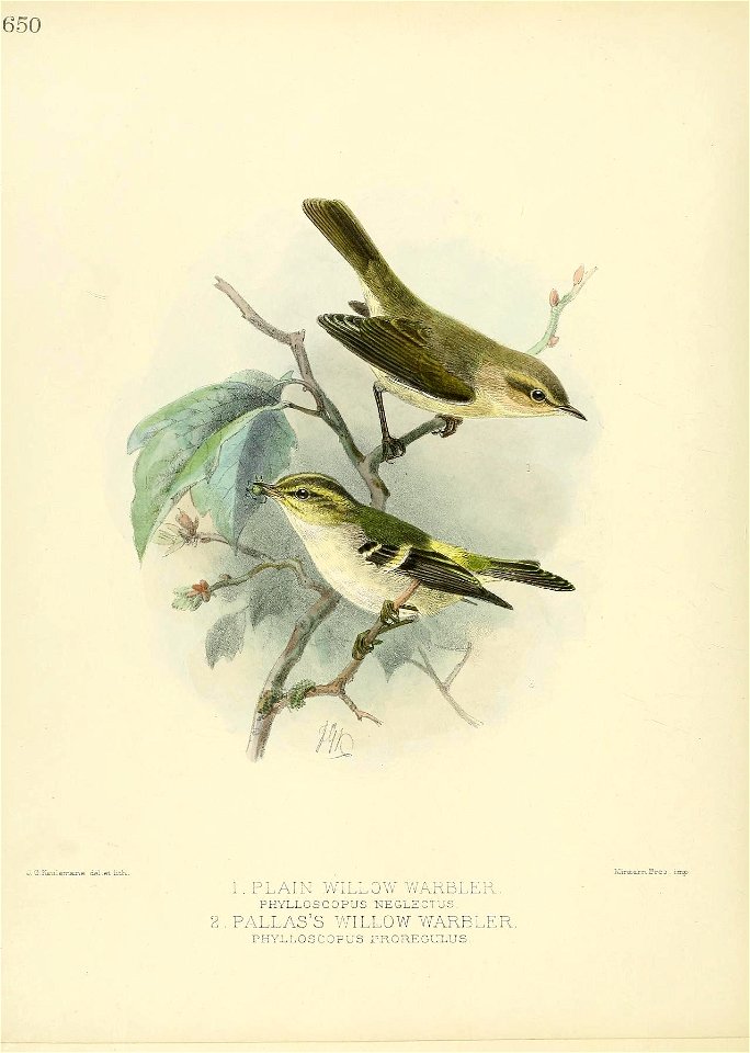 650 
J. G.Keuiemans deLet litK. 
1 . P L AI N WILLOW V/ARBLE R . 
PHYLLOSCOPUS NEGLECTUS. 
2.PALLAS'S WILLOW WARBLER. 
PHYLLOSCOPUS PROREGULUS. 

Mini, errv Bros . imp -
