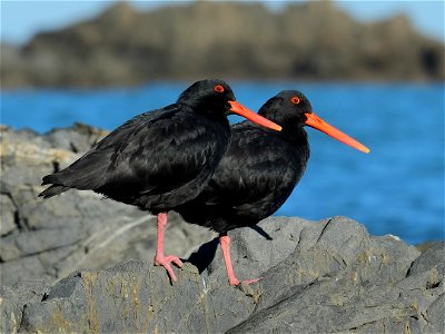 Two Variable Oystercatchers (black variant) standing close to each other on top of a grey rock on the rocky foreshore at Sinclair Head photo