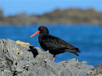 Black variant of Variable Oystercatcher on top of the rocks at Sinclair Head photo