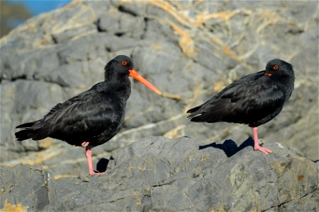 Two Variable Oystercatchers (black variant) standing on grey rocks, one with beak tucked into its black feathers