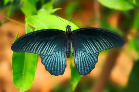 Animal summer flight insect