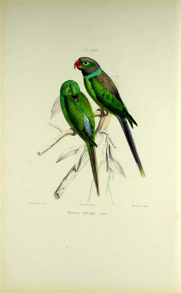 PL XLfV 

Palœornis calthrapœ UijarJ)