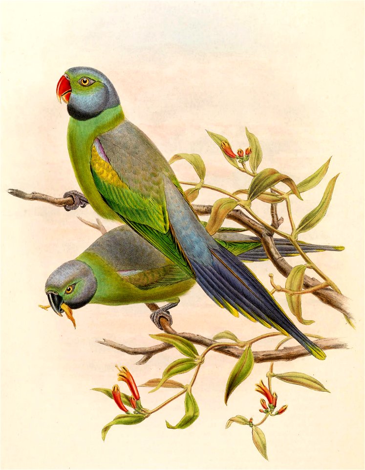 Palaeornis calthropae = Psittacula calthropae[1]