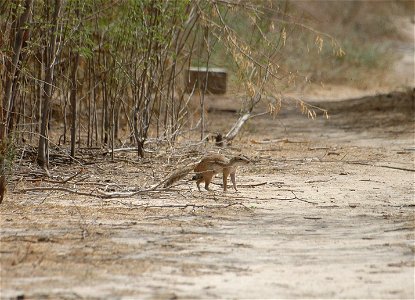 A Xerus erythropus in Senegal.
