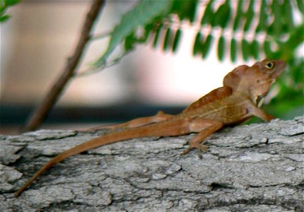 Puerto Rican Crested Anole (Anolis cristatellus cristatellus) in garden in Santo Domingo, Dominican Republic.