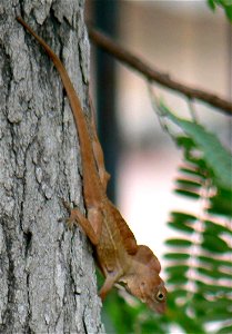 Hispaniolan Stout Anole (Anolis cybotes) in garden in Santo Domingo, Dominican Republic.