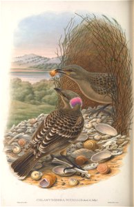 Chlamydera nuchalis - Monograph of the Paradiseidae, or Birds of Paradise, and Ptilonorhynchidae, or Bower-birds. v.2 (1891-1898).
