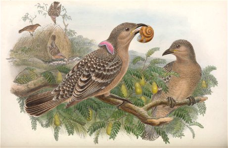 Chlamydodera orientalis = Chlamydera nuchalis orientalis - Monograph of the Paradiseidae, or Birds of Paradise, and Ptilonorhynchidae, or Bower-birds. v.2 (1891-1898).