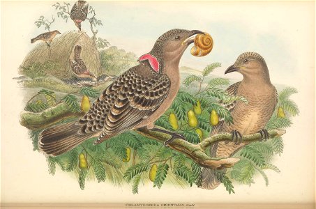 Chlamydodera orientalis = Chlamydera nuchalis orientalis - The birds of New Guinea and the adjacent Papuan islands : including many new species recently discovered in Australia. v.1 (Plate XLIV).