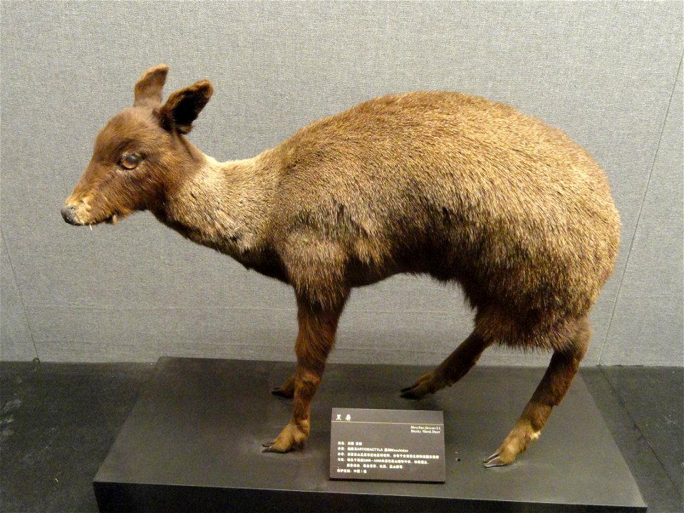 Taxidermy exhibit in the Kunming Natural History Museum of Zoology (昆明动物博物馆), Kunming, Yunnan, China.