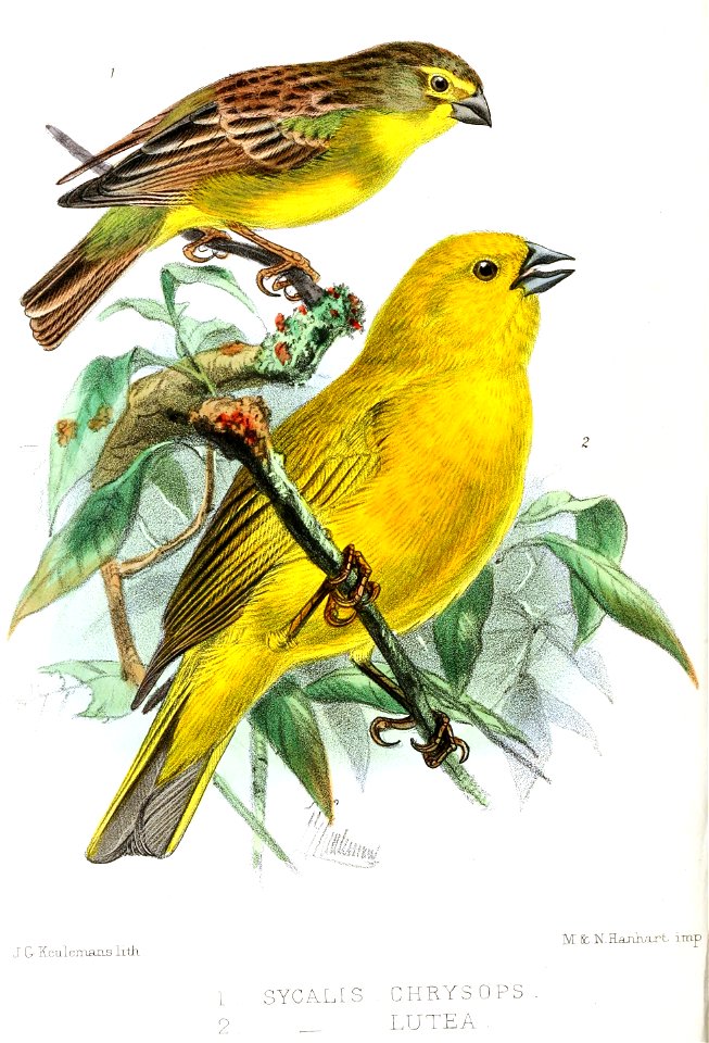 English:  
« Sycalis chrysops » = Sicalis luteola chrysops (Subspecies of Grassland Yellow Finch)
« Sycalis lutea » = Sicalis lutea (Puna Yellow Finch)Français &#x3