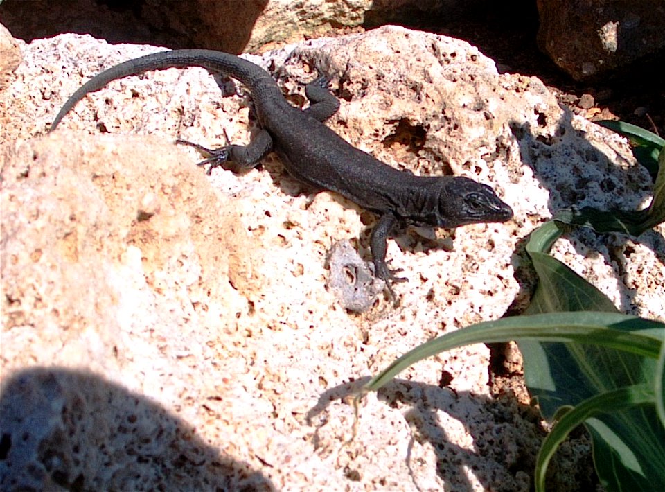 Sargantana de l'Illa de l'Aire, Menorca