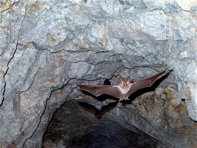 California leaf-nosed bat (Macrotus californicus), Joshua Tree National Park. NPS/Kristen Lalumiere