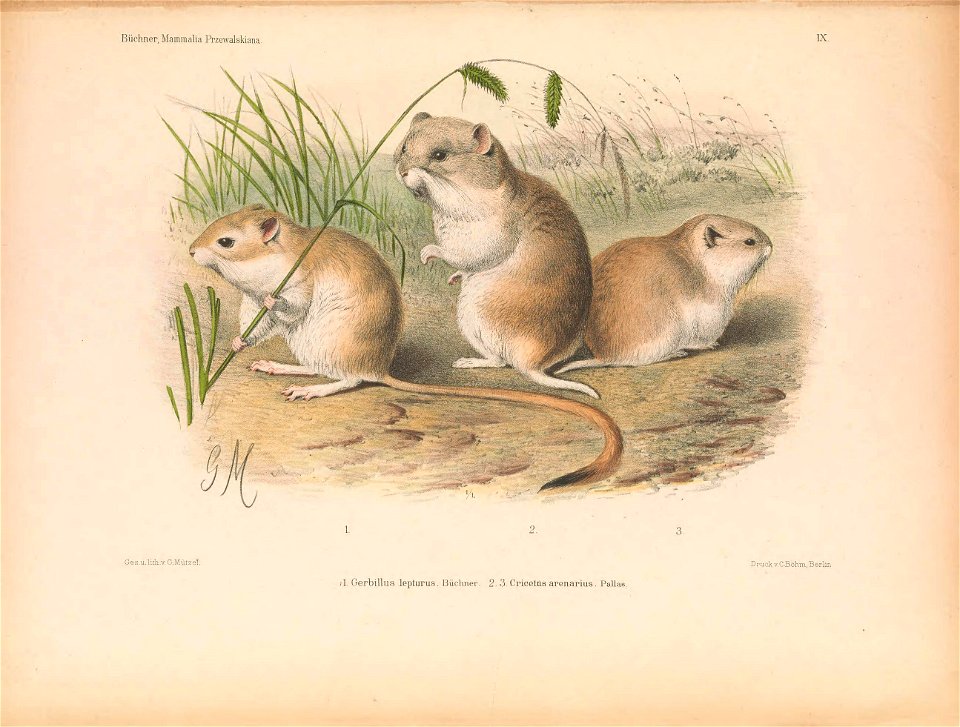 Plate on the page 135 Fig. 1. Gerbillus lepturus = Meriones meridianus; Fig. 2.  Cricetus arenarius = Cricetulus migratorius
