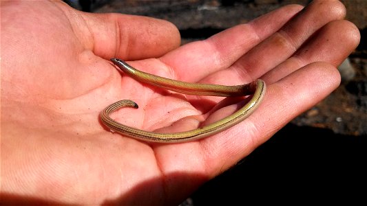 Yes, a legless lizard, not a snake—the only species of legless lizard in California. A burrowing species that is seldom seen unless uncovered, it can be nocturnal during summer but occasionally spotte photo