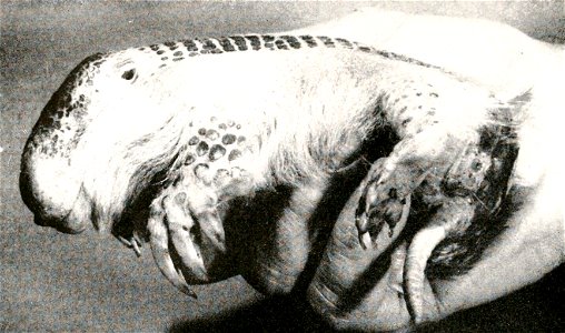 Burmeisteria retusa = Calyptophractus retusus (Greater Fairy Armadillo)