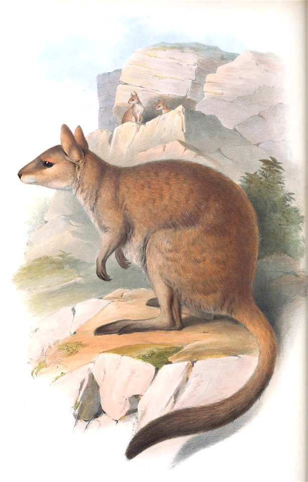 Plate in Gould's Mammals of Australia volume 3. The title is the caption in that work, and may be a synonym. The file was uploaded with the current name in the category, a crop and other adjustments w