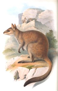 Plate in Gould's Mammals of Australia volume 3. The title is the caption in that work, and may be a synonym. The file was uploaded with the current name in the category, a crop and other adjustments w photo