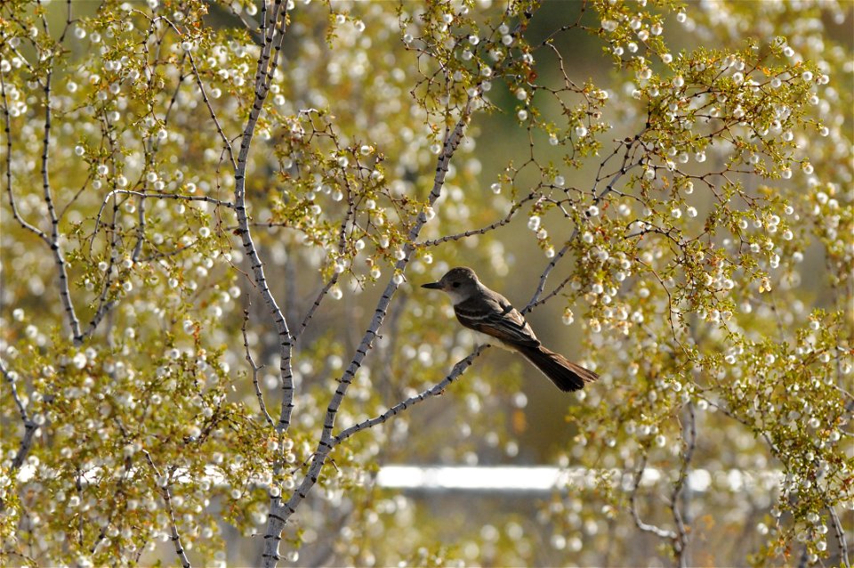 Ash-throated Flycatcher (Myiarchus tuberculifer) on creosote bush (Larrea tridentata), Joshua Tree National Park. NPS/Brad Sutton