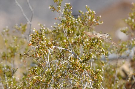 Ash-throated Flycatcher (Myiarchus tuberculifer) takes flight from creosote bush (Larrea tridentata), Joshua Tree National Park. NPS/Brad Sutton photo