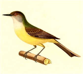 English:  « Tyrannus tuberculifer » = Myiarchus tuberculifer (Dusky-capped Flycatcher)Français :  « Tyrannus tuberculifer » = Myiarchus tuberculifer (Tyran